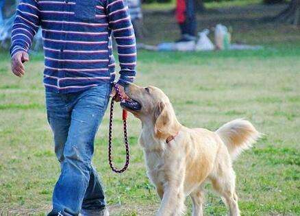 犬的随行训练方法