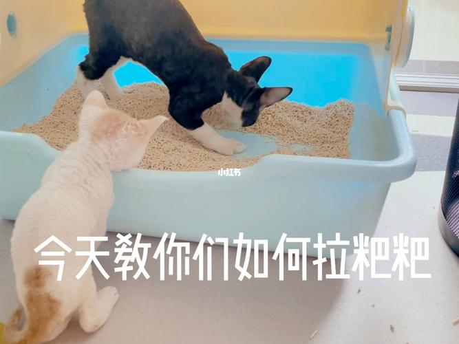 如何训练小猫使用猫砂.