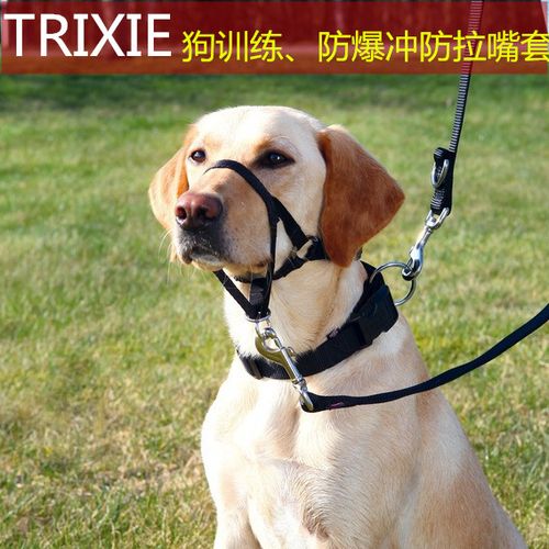 怎么训练狗下口