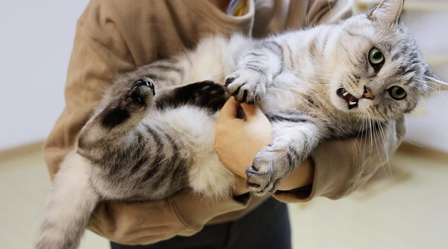 怎样训练猫咪给人抱