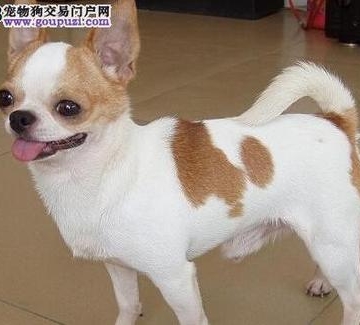 训练宠物狗吉娃娃视频