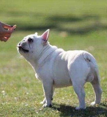 法斗犬的训练方法