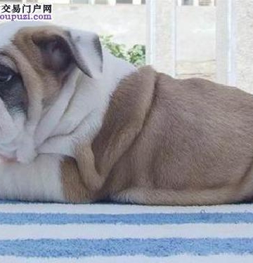 英斗犬肌肉训练
