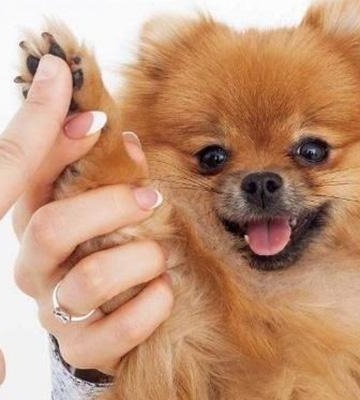 如何训练博美犬不乱叫