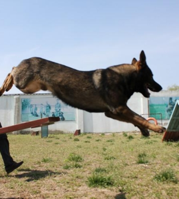 国外德国牧羊犬训练方法