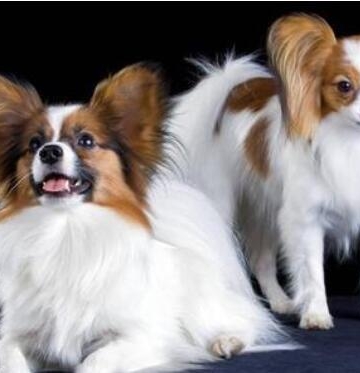 6个月大的蝴蝶犬怎么训练