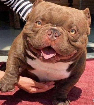 恶霸犬训练方式