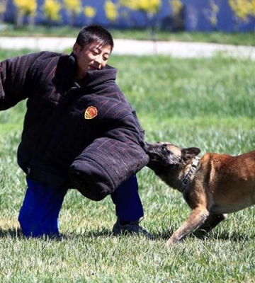 藏獒训练成军犬