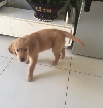 两个月金毛训练什么好