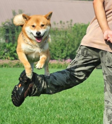 宠物狗兴奋度训练