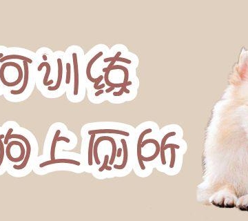博美如何训练上厕所