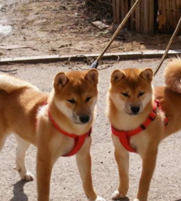 如何训练日本柴犬