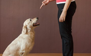 宠物犬日常怎么训练