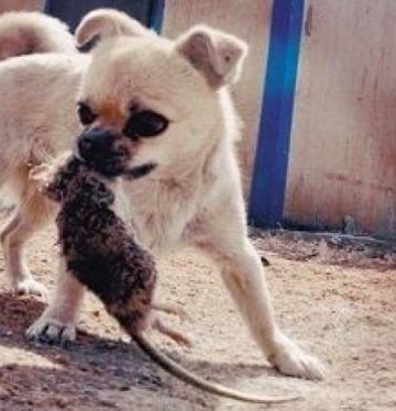 怎么训练狗捕老鼠