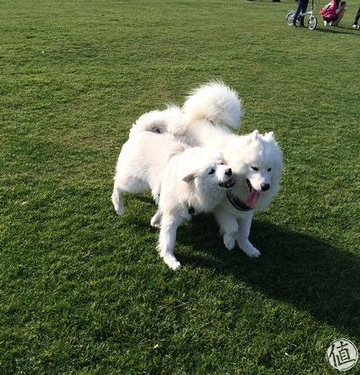 训练三个月萨摩耶坐下