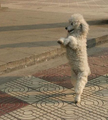 怎么样训练贵宾犬行走
