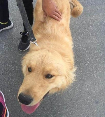 四个月的金毛犬怎么训练