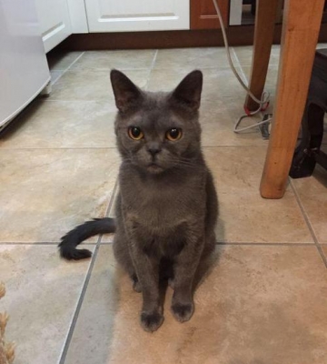 如何训练蓝猫晚上不叫