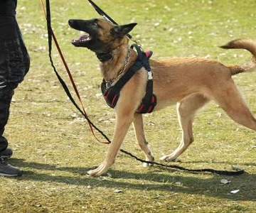 工作犬训练图案