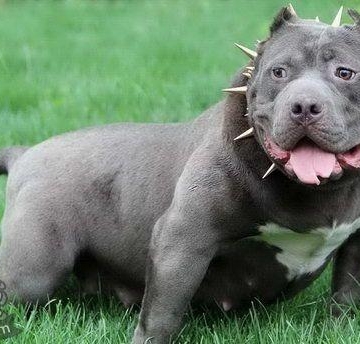 恶霸犬的训练方法