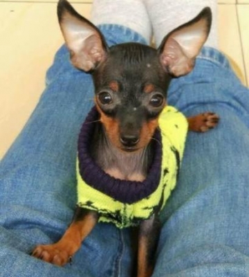 2岁小鹿犬训练