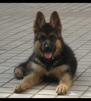 德牧怎么训练犬