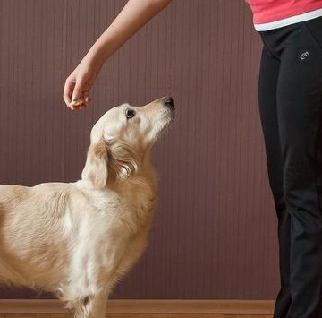 狗狗注意力训练