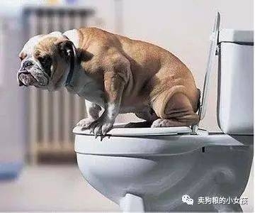幼犬如何训练上厕所