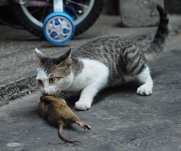 6个月的小猫训练抓老鼠