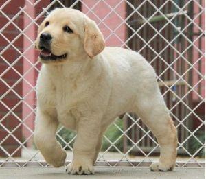 为什么训练拉布拉多犬做导盲犬