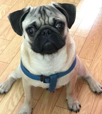 三个月巴哥犬训练