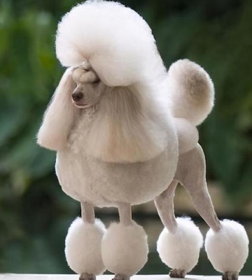 贵宾犬训练口令