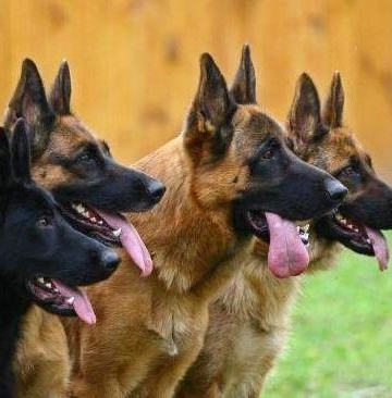 养德国牧羊犬训练教程