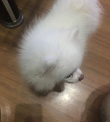博美幼犬的训练大小便