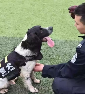训练狗 贵阳