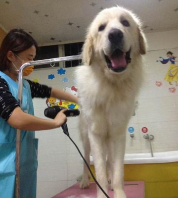 成都宠物店训练狗狗