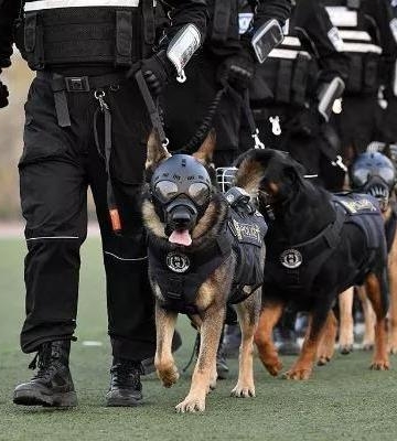 狗是怎样训练成警犬的