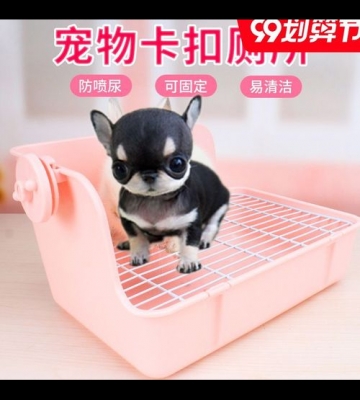 如何训练茶杯犬上厕所
