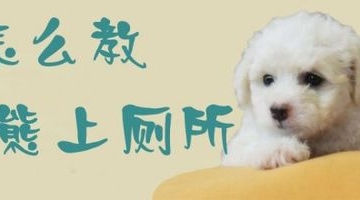 比熊宠物狗怎么训练大小便