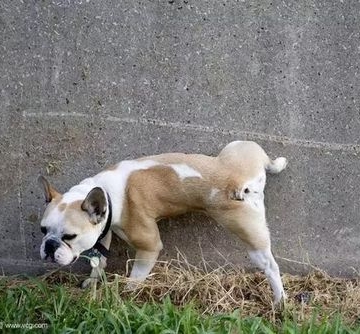 狗排便训练