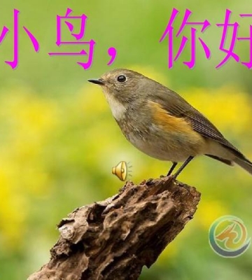 小鸟训练说话