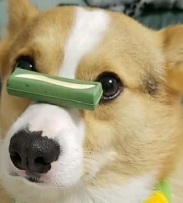 狗狗鼻子顶吃的训练