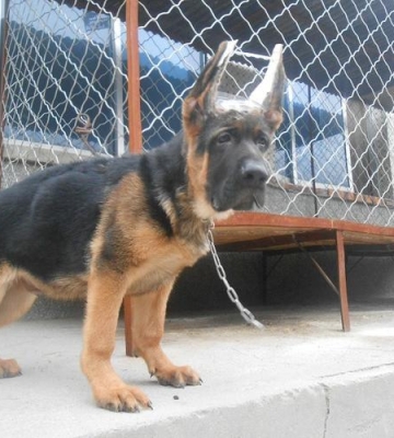 牧羊犬看门训练