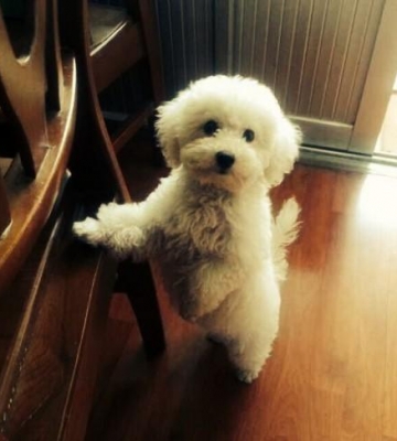 怎么训练比熊犬握手