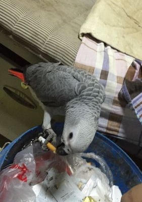 灰机鹦鹉怎么训练拉屎