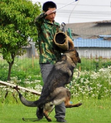 东德牧羊犬训练散步