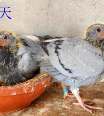 信鸽幼鸽饥饿训练