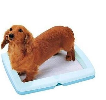 一个月幼犬训练大小便