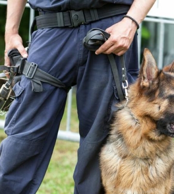 德国牧羊犬警犬训练