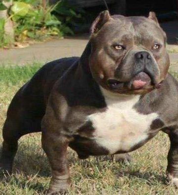 恶霸犬肌肉训练